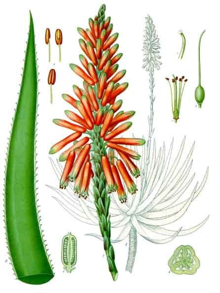 Aloe vera — Köhler 1887 botanical illustration