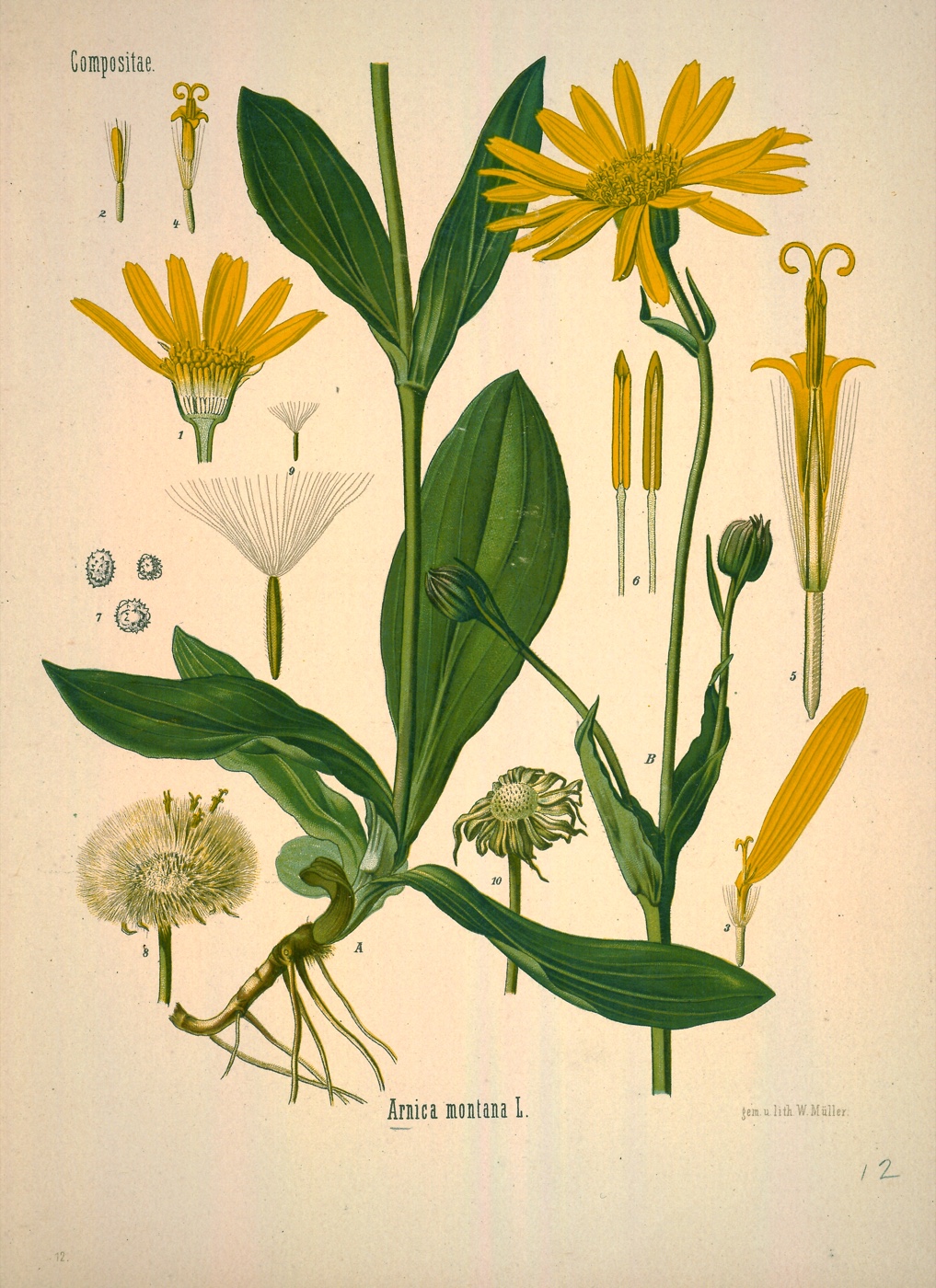 Arnica — Köhler 1887 botanical illustration