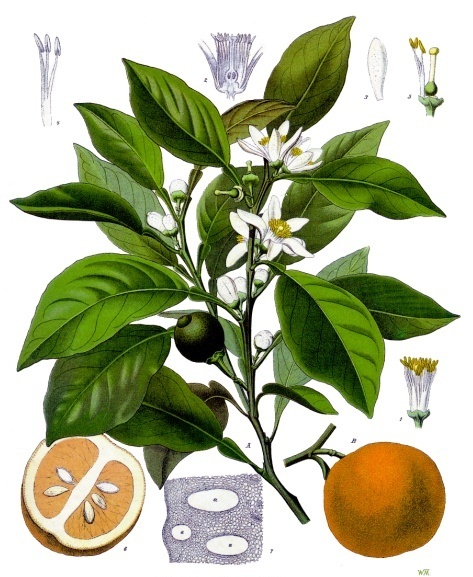 Bitter Orange — Köhler 1887 botanical illustration