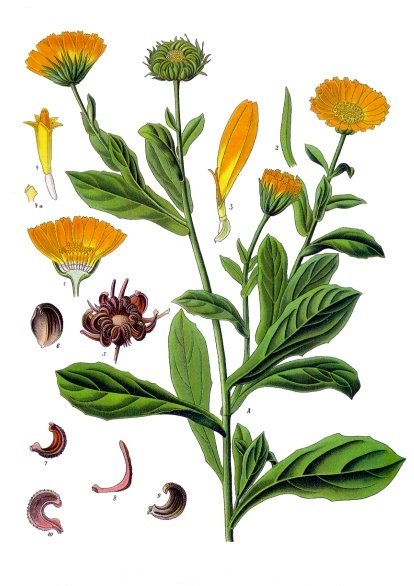 Calendula — Köhler 1887 botanical illustration