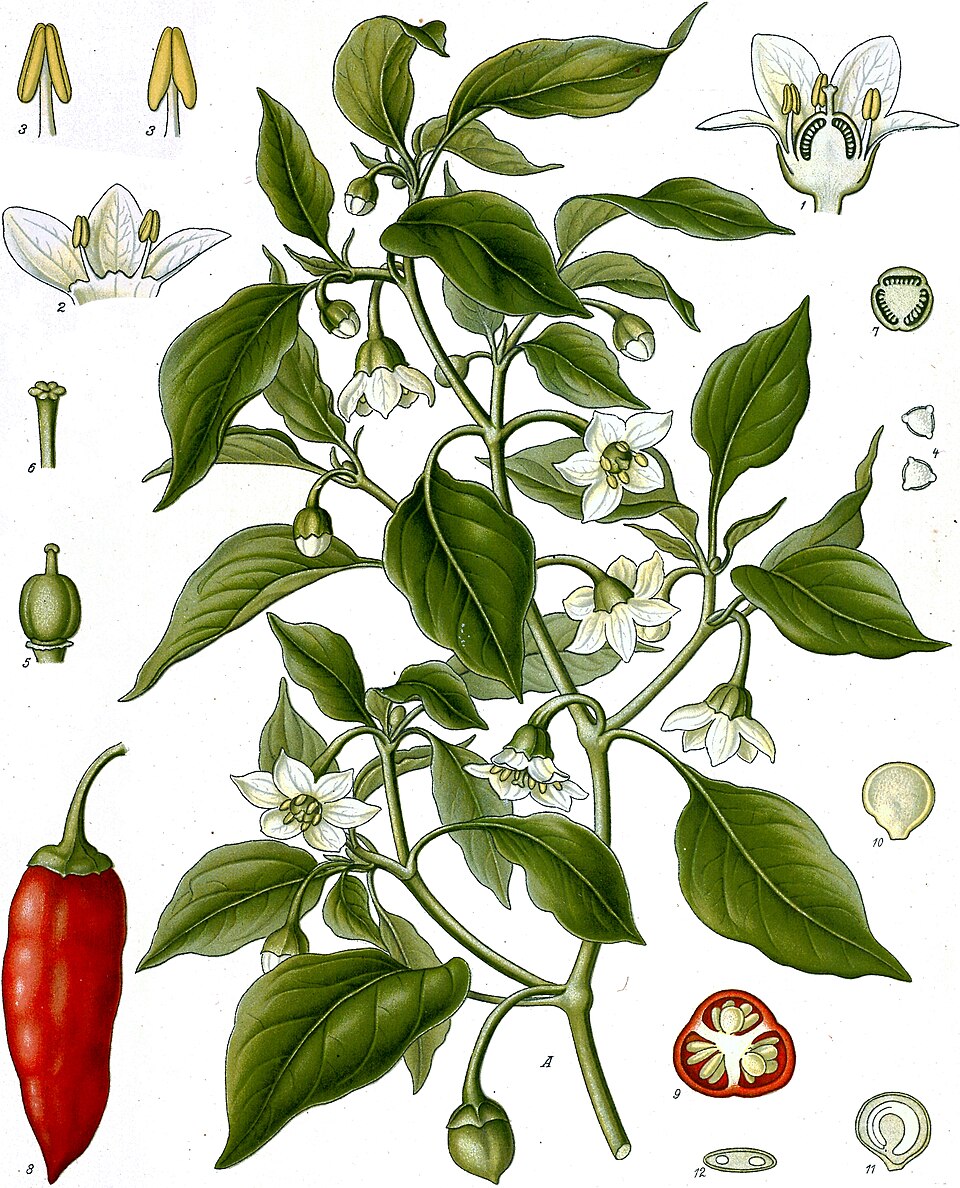 Cayenne — Köhler 1887 botanical illustration