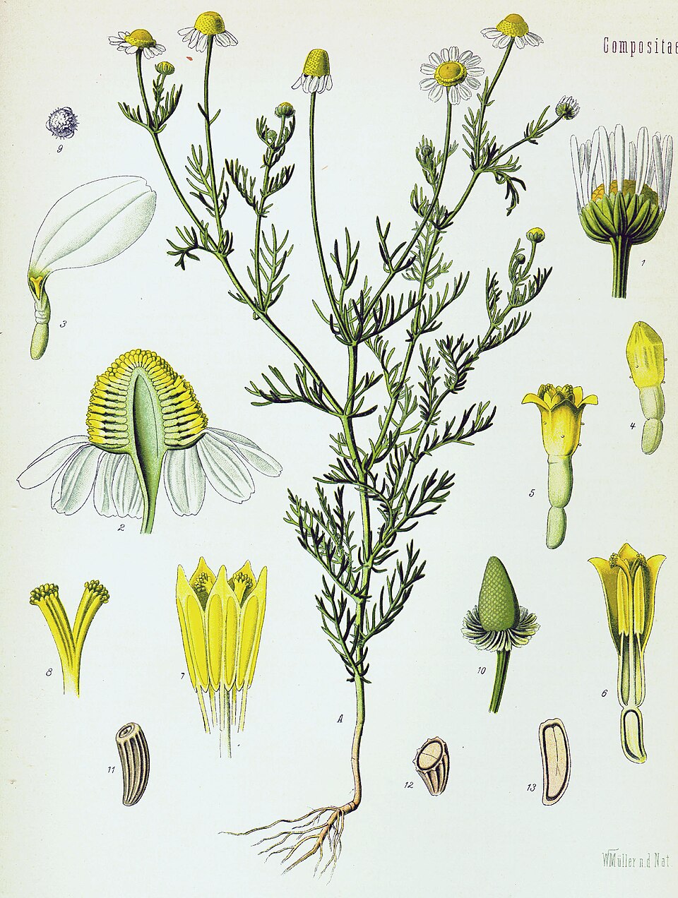Chamomile — Köhler 1887 botanical illustration