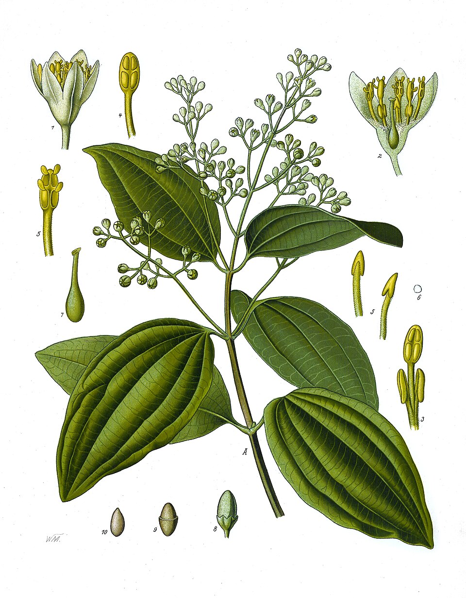 Cinnamon — Köhler 1887 botanical illustration