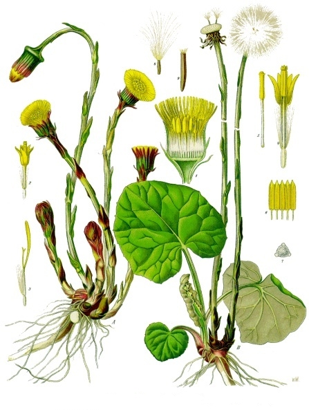 Coltsfoot — Köhler 1887 botanical illustration