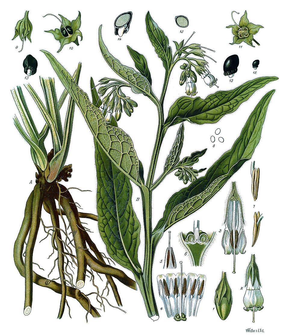 Comfrey — Köhler 1887 botanical illustration