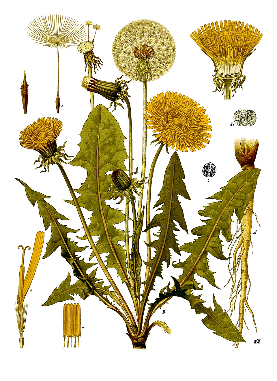 Dandelion — Köhler 1887 botanical illustration