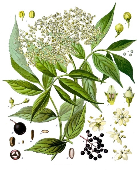 Elderberry — Köhler 1887 botanical illustration