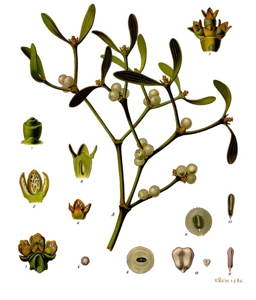 European Mistletoe — Köhler 1887 botanical illustration