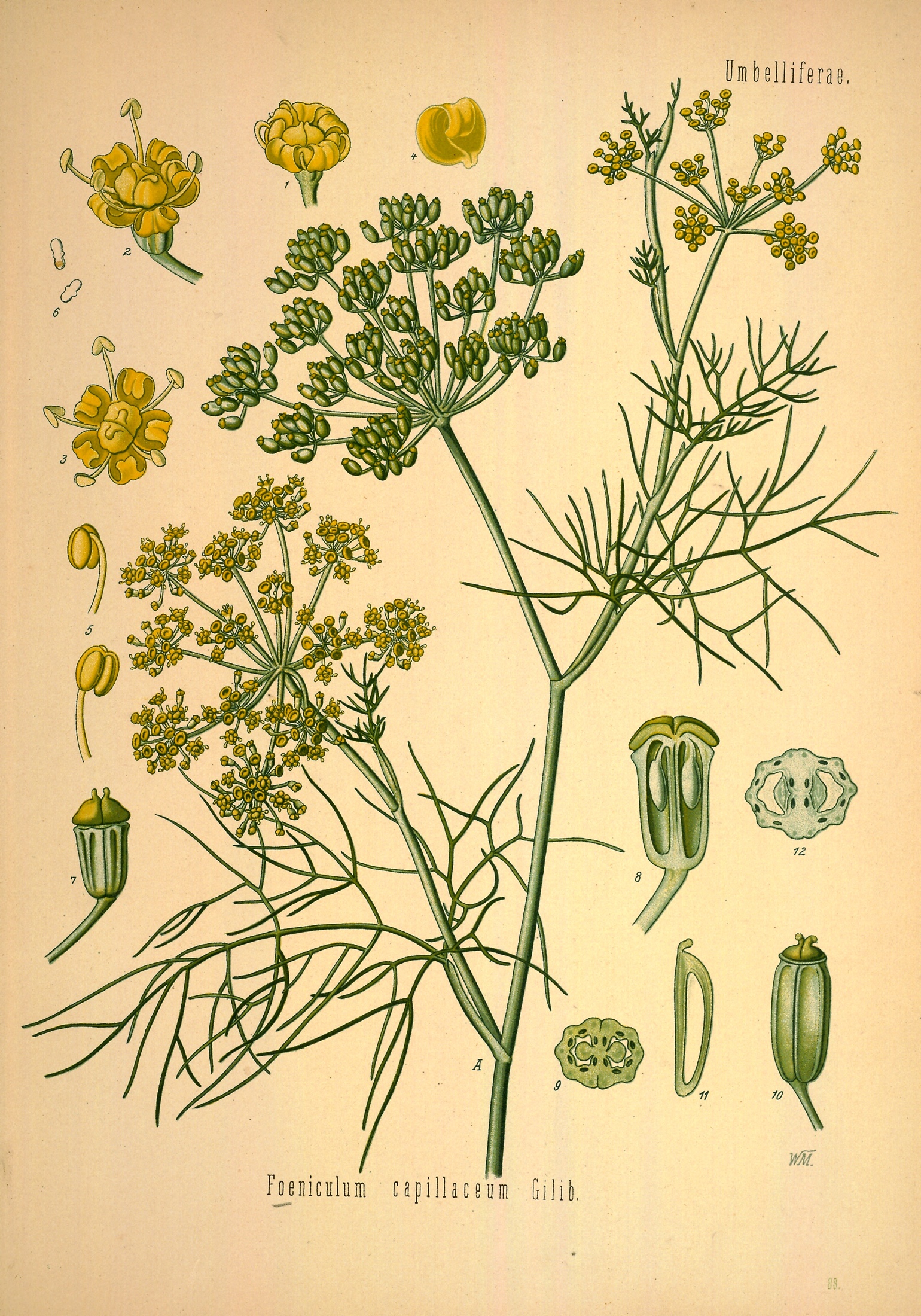 Fennel — Köhler 1887 botanical illustration