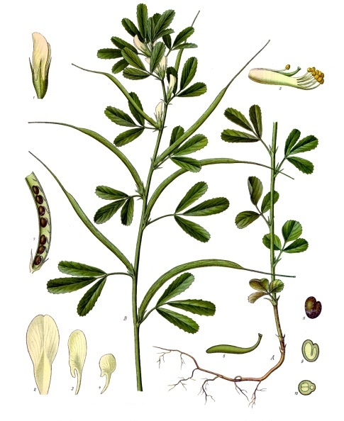 Fenugreek — Köhler 1887 botanical illustration