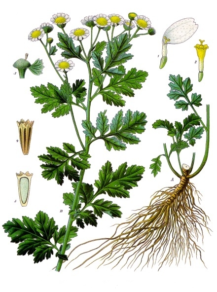 Feverfew — Köhler 1887 botanical illustration