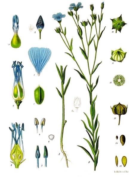 Flaxseed — Köhler 1887 botanical illustration