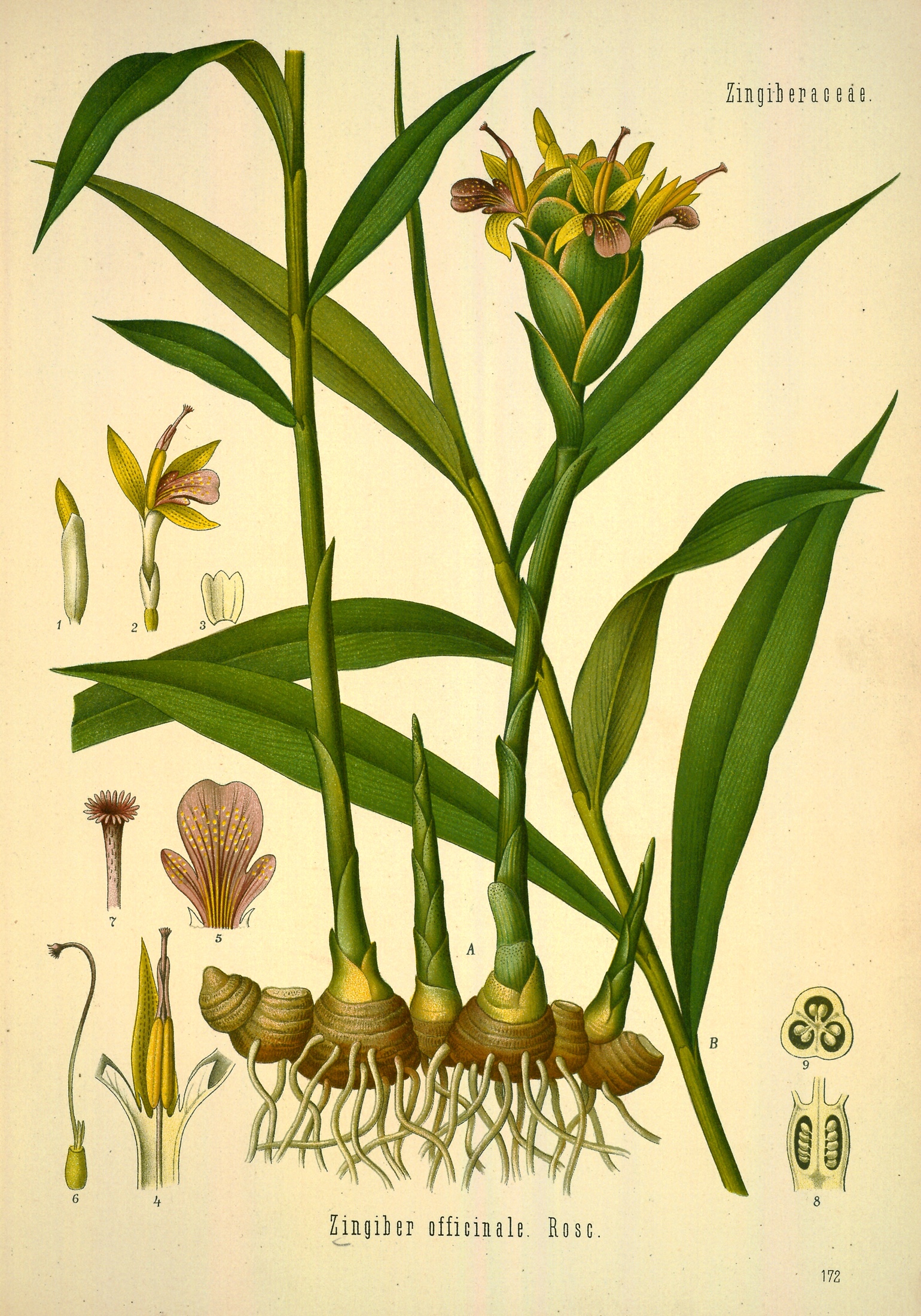 Ginger — Köhler 1887 botanical illustration