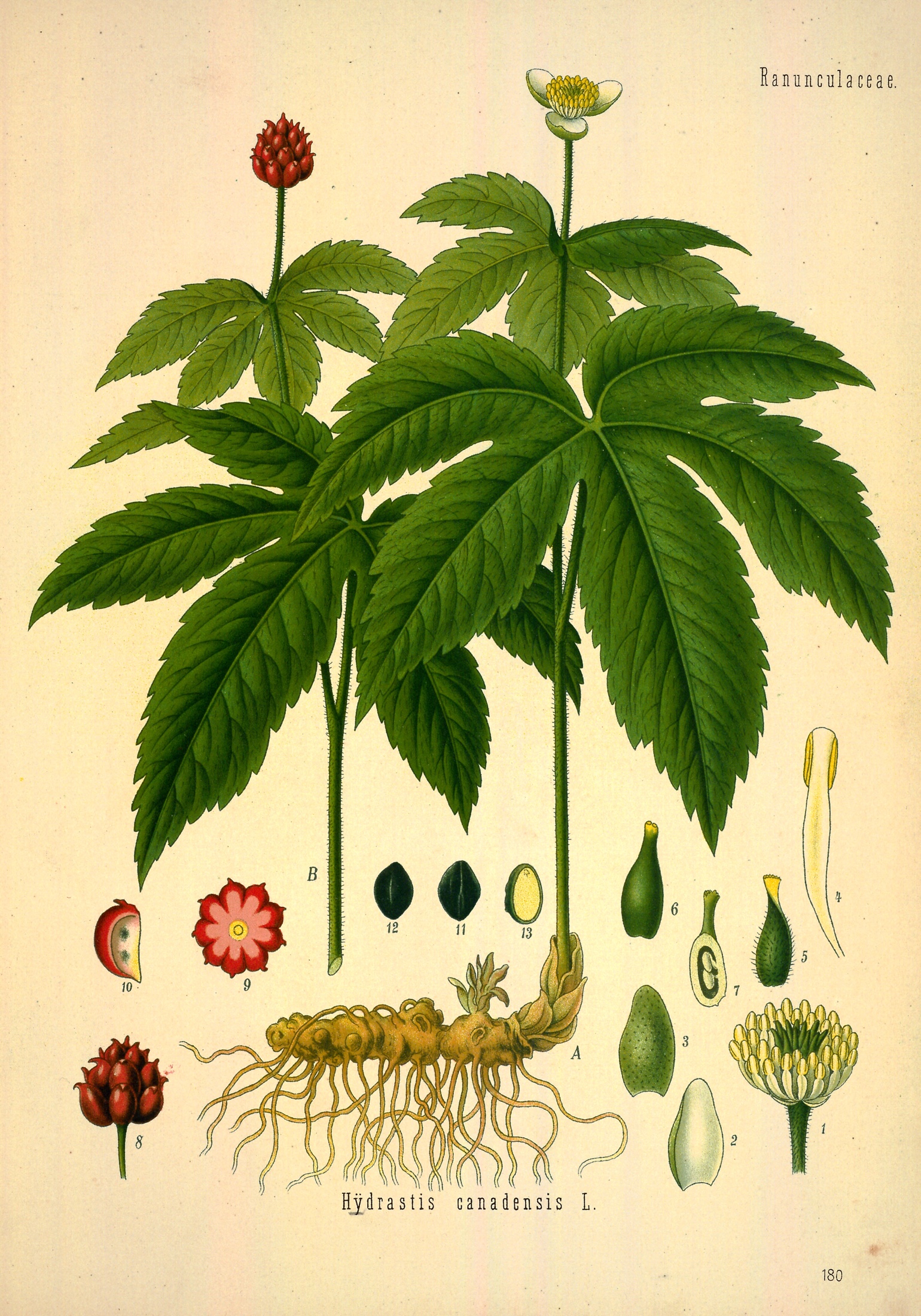Goldenseal — Köhler 1887 botanical illustration