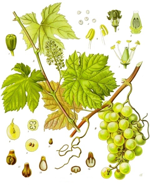 Grape Seed Extract — Köhler 1887 botanical illustration