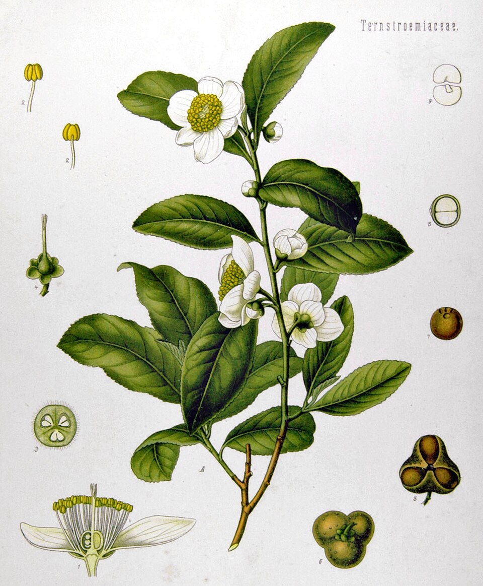 Green Tea — Köhler 1887 botanical illustration