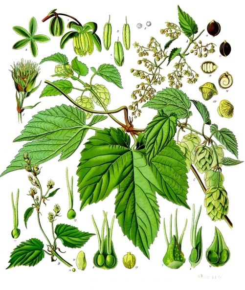 Hops — Köhler 1887 botanical illustration