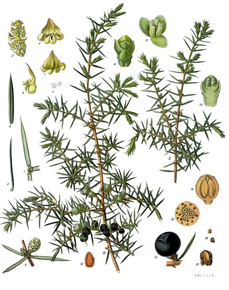 Juniper — Köhler 1887 botanical illustration
