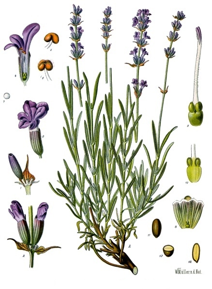 Lavender — Köhler 1887 botanical illustration
