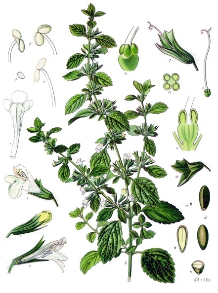 Lemon balm — Köhler 1887 botanical illustration