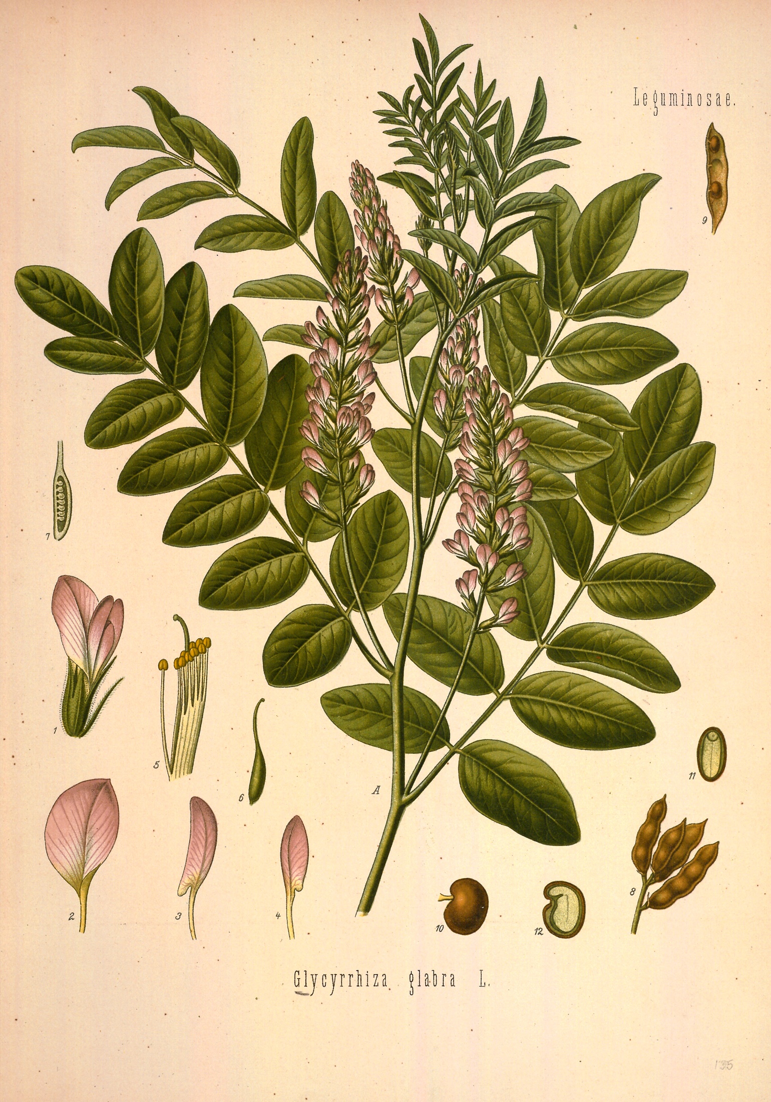 Licorice — Köhler 1887 botanical illustration