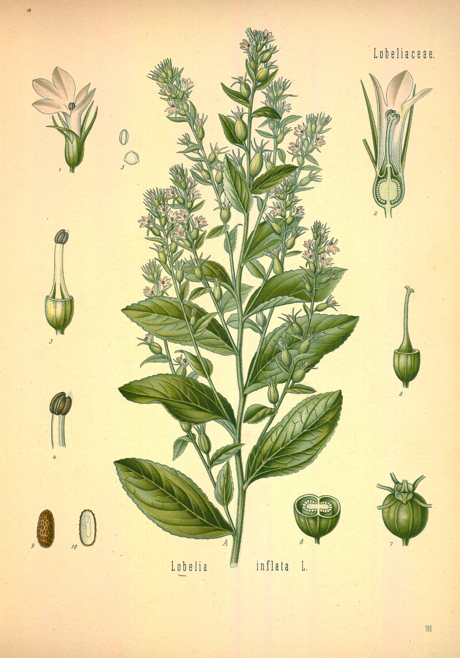 Lobelia — Köhler 1887 botanical illustration