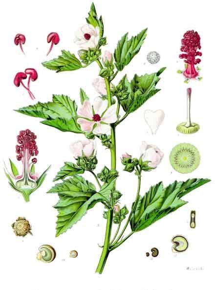 Marshmallow root — Köhler 1887 botanical illustration