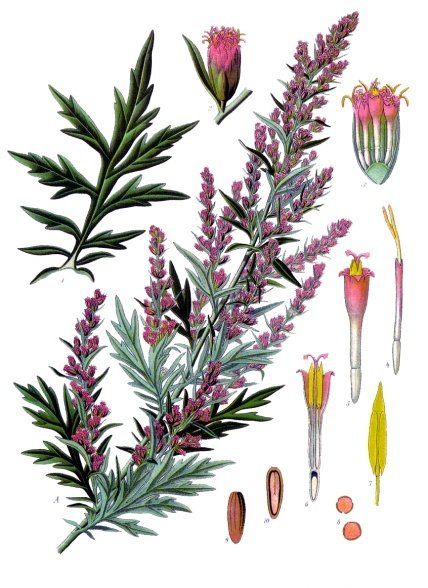 Mugwort — Köhler 1887 botanical illustration