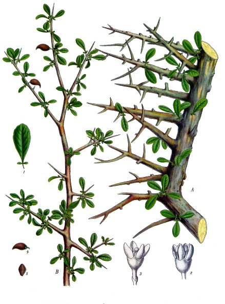 Myrrh — Köhler 1887 botanical illustration