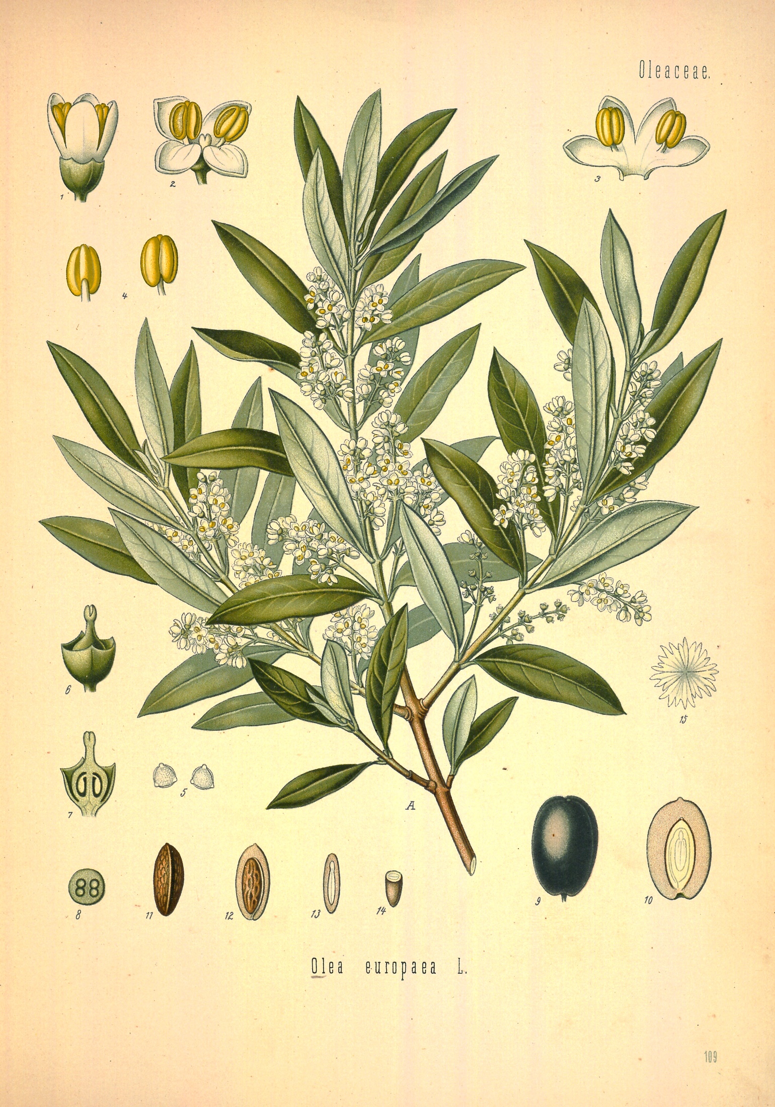 Olive Leaf — Köhler 1887 botanical illustration