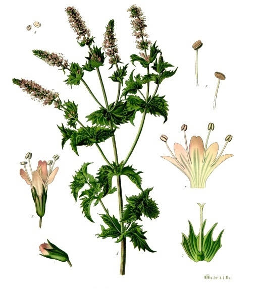 Peppermint — Köhler 1887 botanical illustration