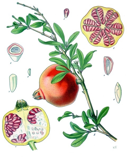 Pomegranate — Köhler 1887 botanical illustration