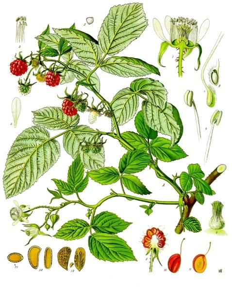 Red raspberry leaf — Köhler 1887 botanical illustration