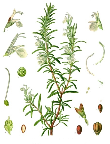Rosemary — Köhler 1887 botanical illustration