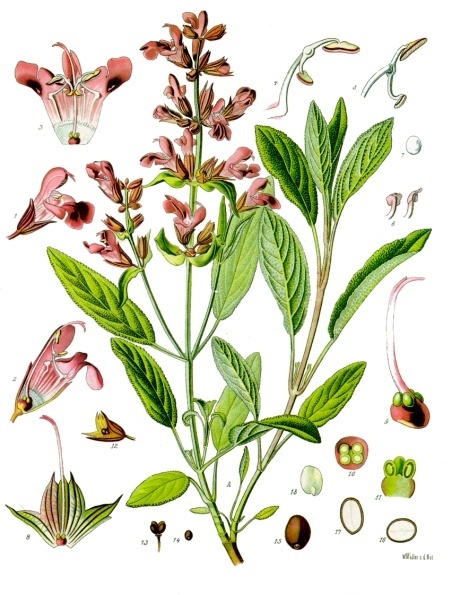 Sage — Köhler 1887 botanical illustration