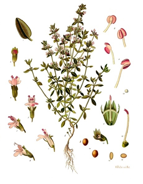 Thyme — Köhler 1887 botanical illustration