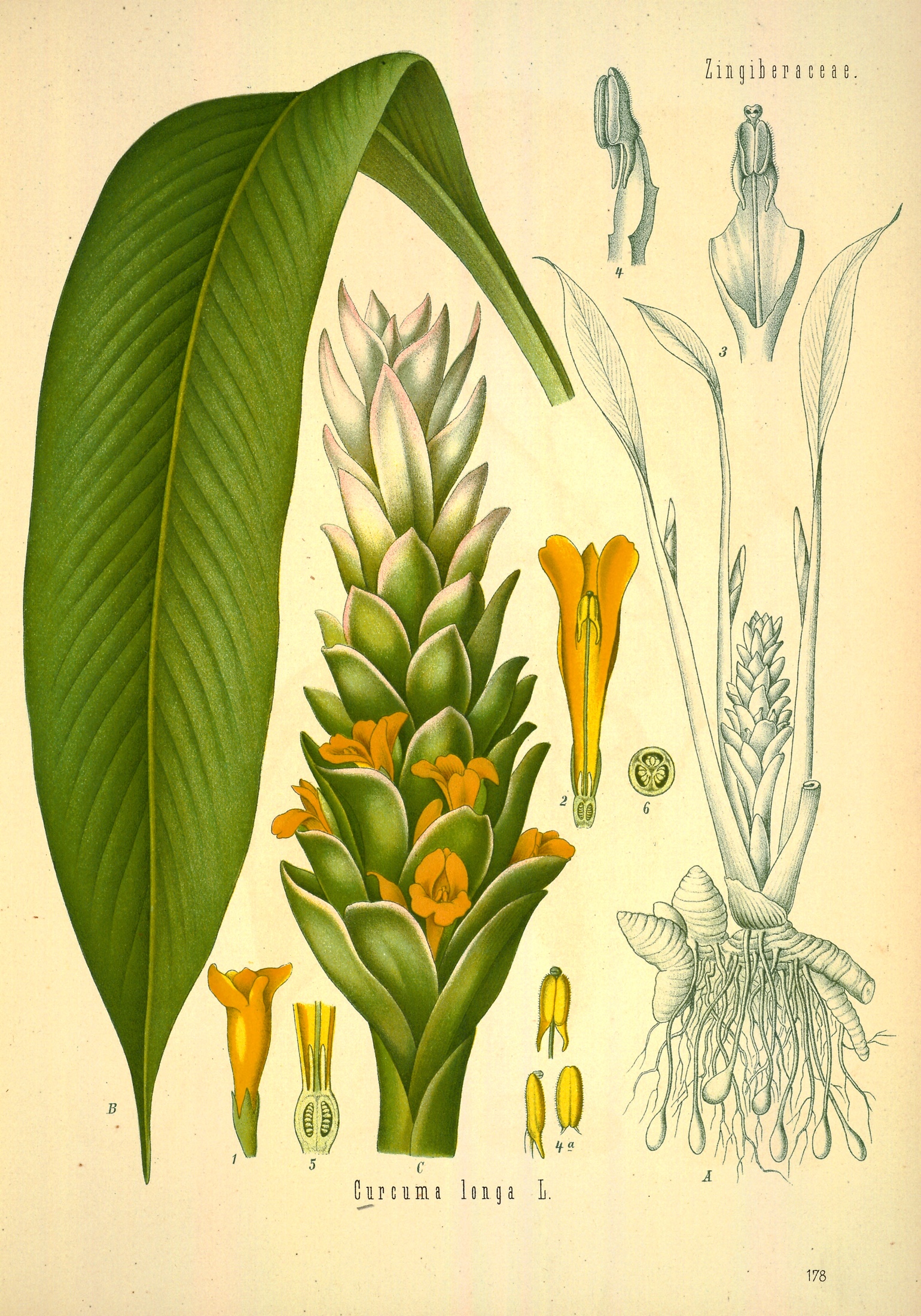 Turmeric — Köhler 1887 botanical illustration
