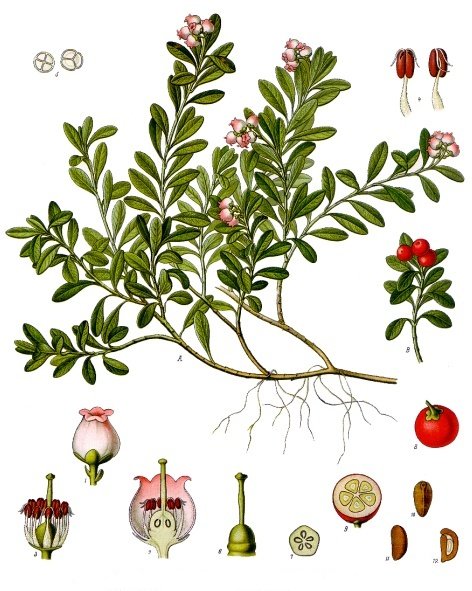 Uva Ursi — Köhler 1887 botanical illustration