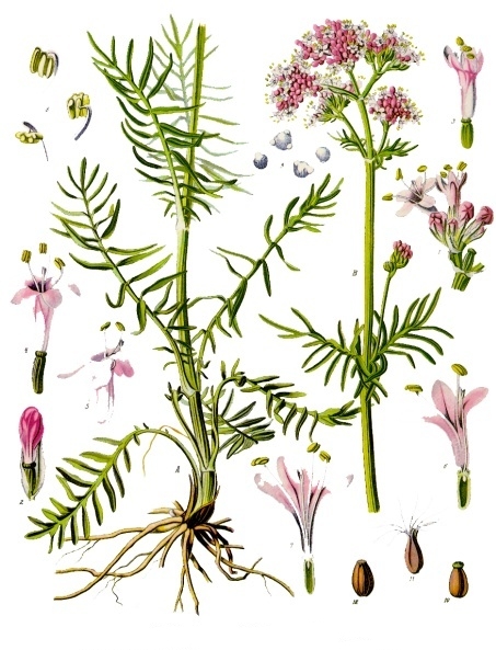 Valerian — Köhler 1887 botanical illustration