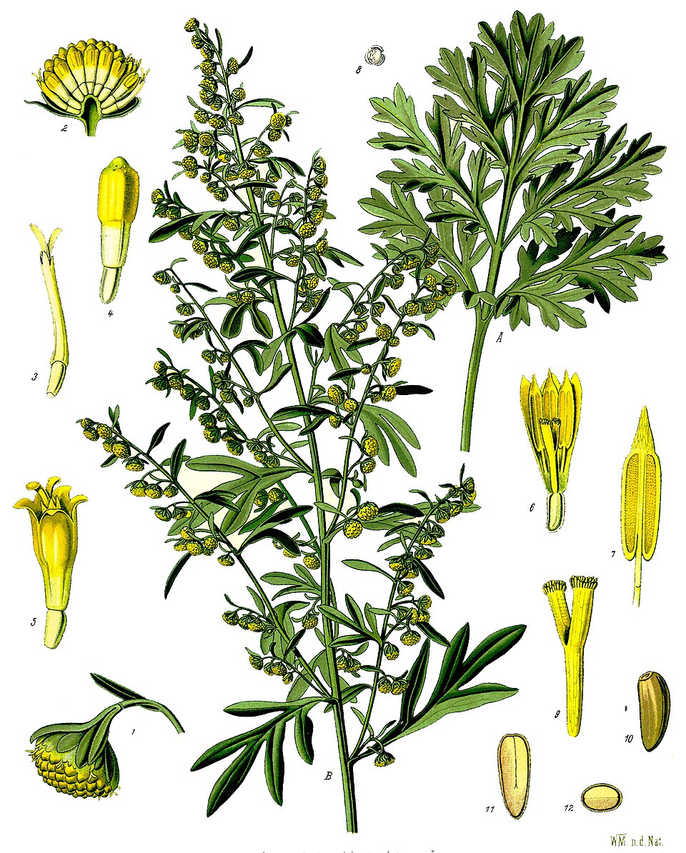 Wormwood — Köhler 1887 botanical illustration