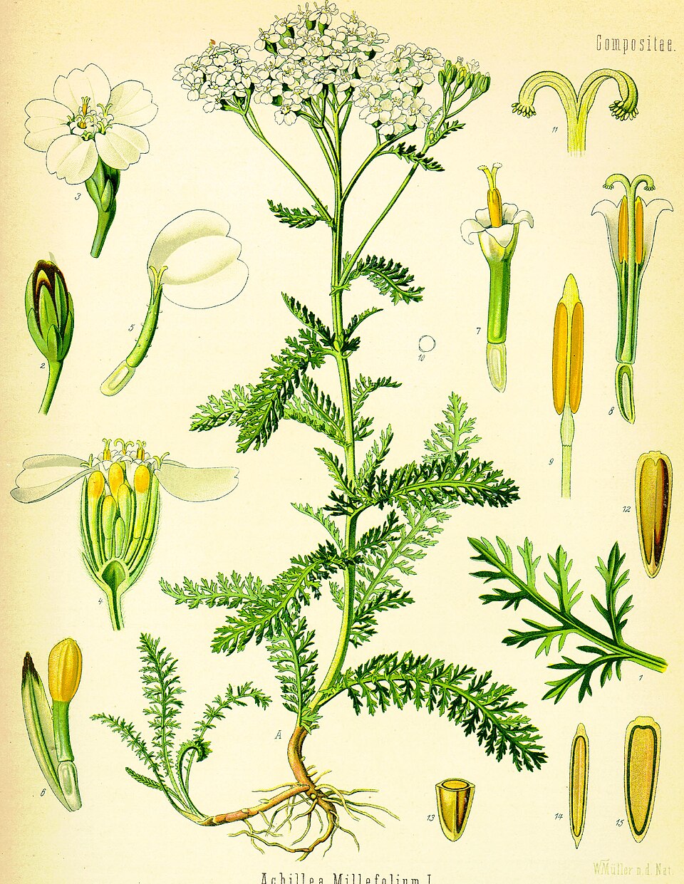 Yarrow — Köhler 1887 botanical illustration