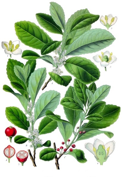 Yerba Mate — Köhler 1887 botanical illustration